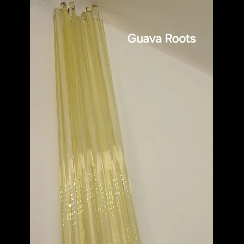 Competitive Glass Guava Roots (010)