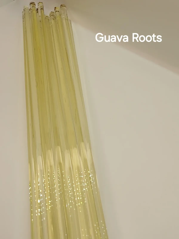 Guava Roots - First Quality Rod